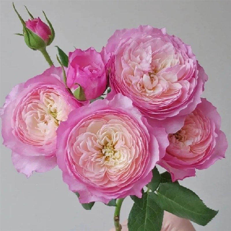 康斯坦茨月季花苗开花玫瑰小苗四季盆栽花卉爬藤植物蔷薇树苗绿植,淘宝优惠券,粉丝福利购,淘宝优惠卷