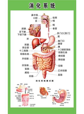 人体内脏结构图全身人体器官消化系统示意图内脏解剖医学宣传挂图