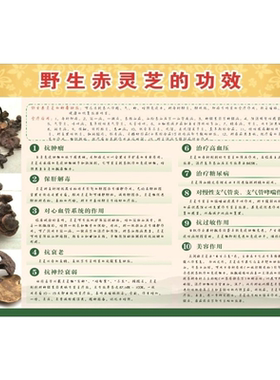 灵芝野生中华名贵中海报展板灵芝的功效作用野生赤灵芝的功效墙贴
