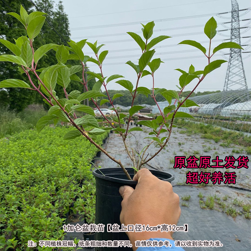 圆锥绣球香草草莓石灰灯夏日美人北极熊耐寒阳台庭院大苗加仑diss,淘宝优惠券,粉丝福利购,淘宝优惠卷