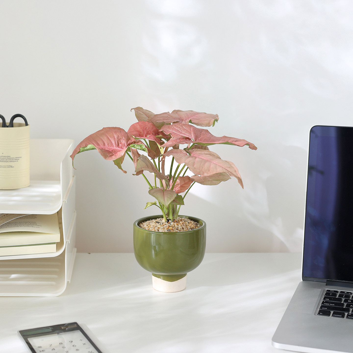 红粉佳人合果芋竹芋盆栽办公室桌面室内客厅花卉绿植四季观叶植物,淘宝优惠券,粉丝福利购,淘宝优惠卷