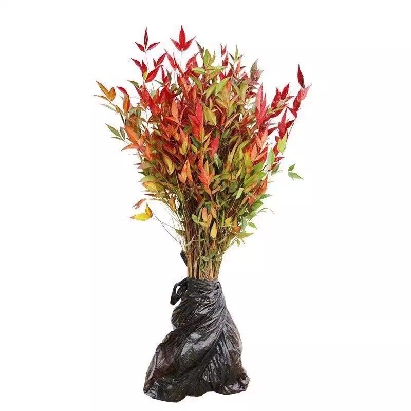 火焰南天竹盆栽树苗客厅绿植室外庭院地栽植物大颗工程苗绿化苗木,淘宝优惠券,粉丝福利购,淘宝优惠卷