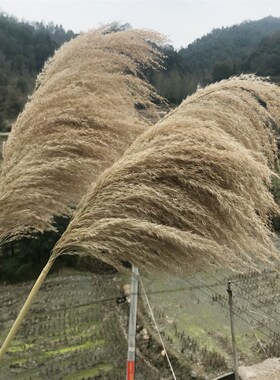 天然芦苇荡大芦苇蒲苇干婚庆拍照客厅落地蓬松永生支
