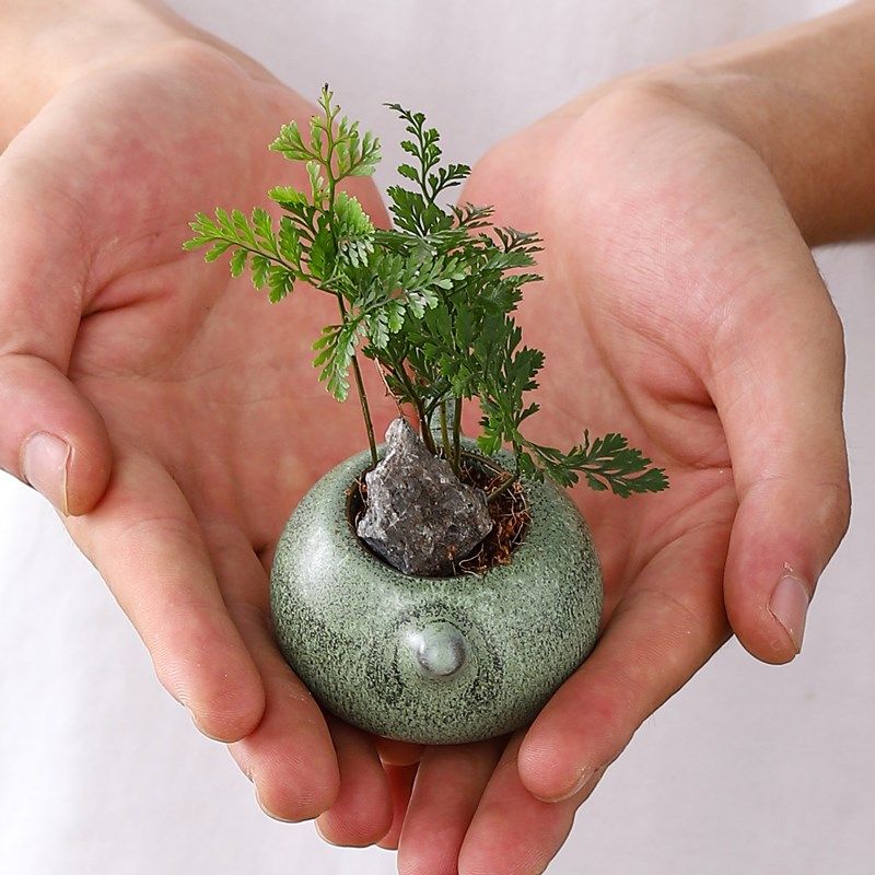 指尖盆栽狼尾蕨景迷你植物耐阴好养盆栽室内绿植花卉桌面小摆件,淘宝优惠券,粉丝福利购,淘宝优惠卷