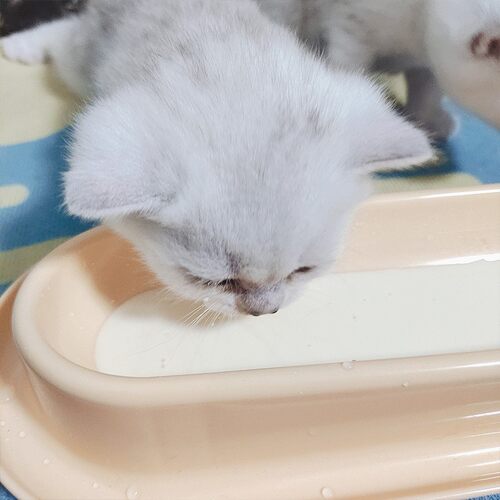 多猫共用长条猫碗奶猫牛奶碗幼猫斜口食盆水碗防打翻宠物喝水盆 - 图1