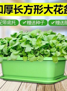 种菜专用箱泡沫阳台种菜盆长方形B塑料花盆家庭蔬菜种植盆种菜神