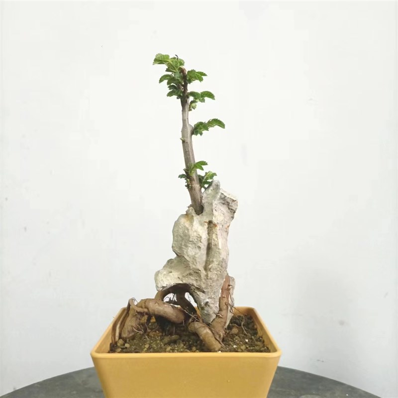 附石盆景小叶榔榆绿植盆栽英德石青龙石 - 图2