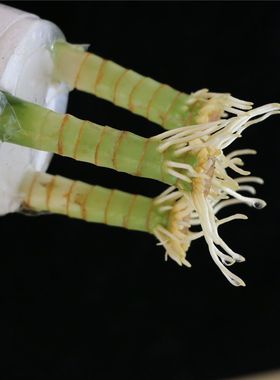 观音竹室内水养植四季常青富贵竹植物水培客厅绿