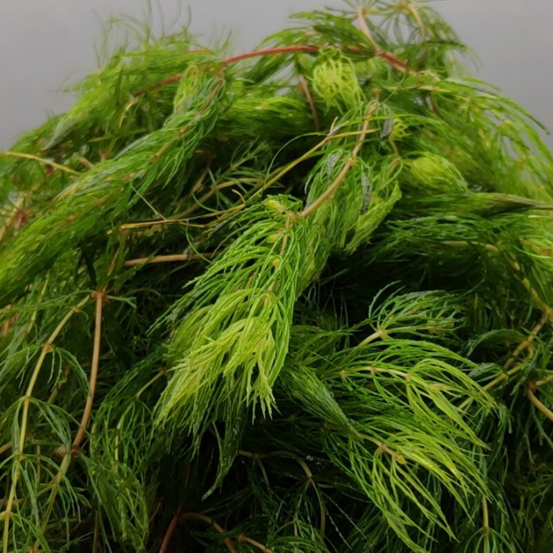 金鱼藻水草淡水植物水族箱鱼缸造景繁殖四季常青净化水质好养易活,淘宝优惠券,粉丝福利购,淘宝优惠卷