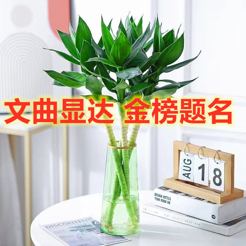 文昌竹4支富贵竹带根水养龙竹水生盆景植物室内观音水培高考摆件,淘宝优惠券,粉丝福利购,淘宝优惠卷