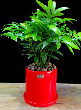 竹柏盆栽树苗室内植物平安竹桌面植物驱蚊虫花草四季青