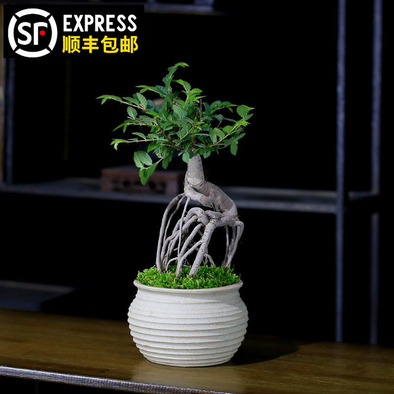 榆树小盆栽造型提根盆景植物室内客厅办公室茶几桌面绿植榔榆树苗,淘宝优惠券,粉丝福利购,淘宝优惠卷