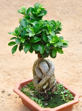 耐阴花木绿植榕树室内桌面小榕树发财树花卉人参榕大型盆景带盆栽