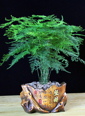 云竹文竹盆栽盆景办公室内绿色植物客厅花卉四季常青绿植摆件