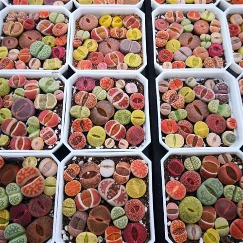 生石花多肉植物桌面盆栽PP花屁股水培花卉吸辐射超大石头花屁股花 - 图1