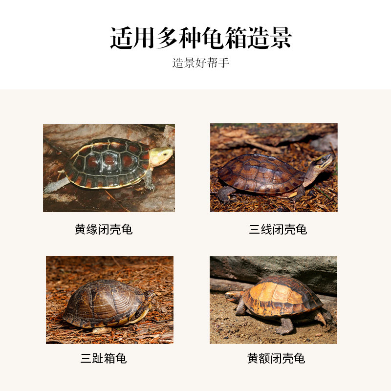 黄缘闭壳龟饲养箱铲子爬宠半水龟养殖箱环境造景铲土种花清洁工具,淘宝优惠券,粉丝福利购,淘宝优惠卷