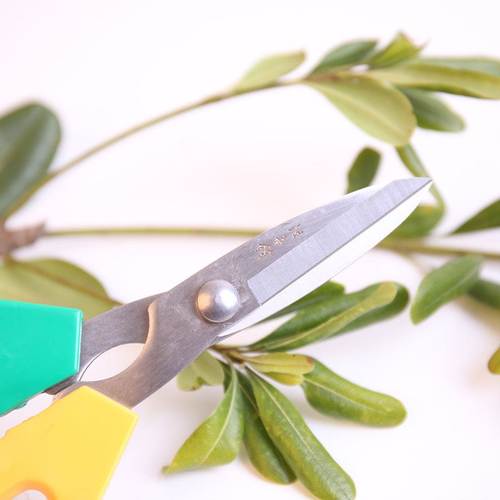 剪刀修枝剪叶园艺剪刀修果树草粗枝细叶多功能家用果树盆景 - 图2