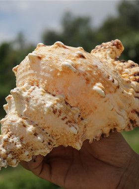 天然蛙螺大螺材料超大鱼缸造景响螺吹螺珊瑚饰品