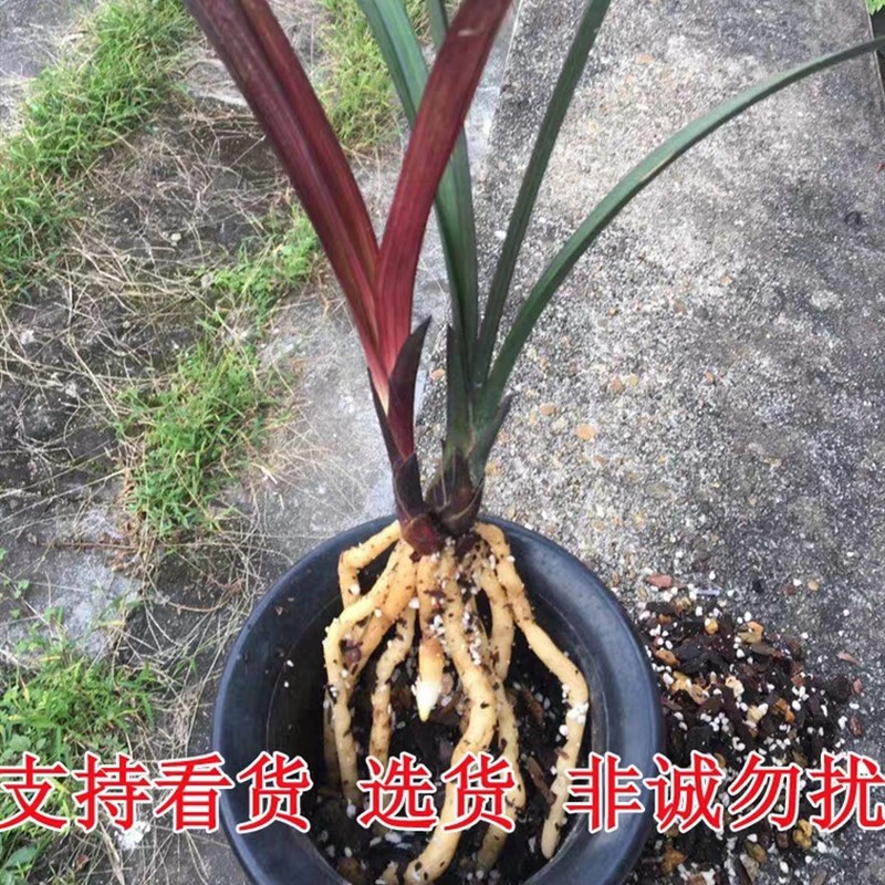 兰花建兰红草红荷铭品高档花卉办公室客厅绿植盆栽兰草花名贵 - 图1