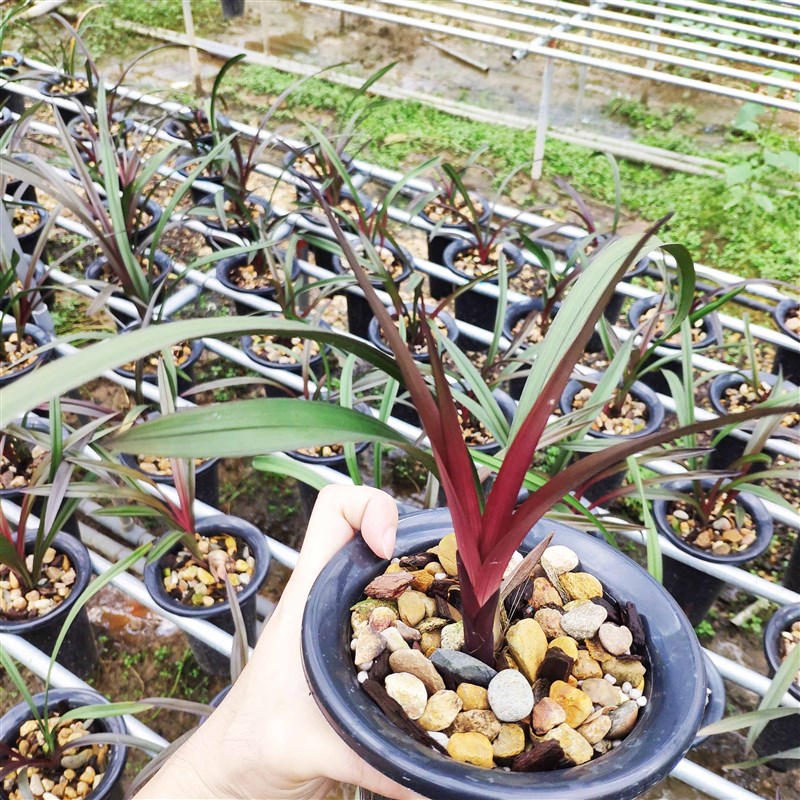 兰花建兰红草红荷铭品高档花卉办公室客厅绿植盆栽兰草花名贵 - 图2