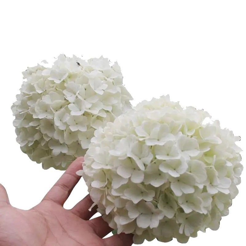 木绣球斗球中华木绣球花园庭院盆栽花卉木本植物花镜搭配绣球花,淘宝优惠券,粉丝福利购,淘宝优惠卷