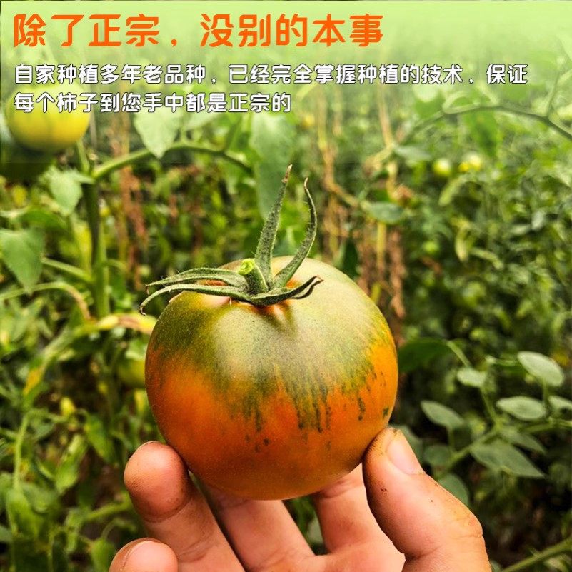 顺丰丹东铁皮草莓柿子盘锦碱地即食新鲜自然熟绿腚番茄水果西红柿,淘宝优惠券,粉丝福利购,淘宝优惠卷