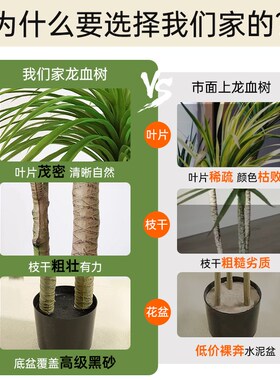 仿真绿植龙血树室内大型假龙须树龙铁树客厅饰落地