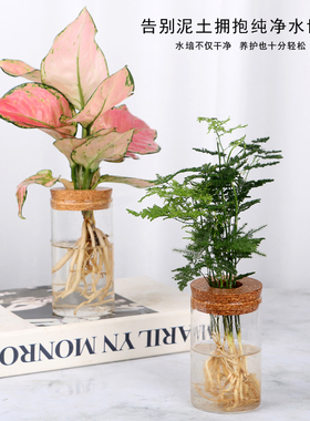 水培办公室内金钻红如意文竹九里香