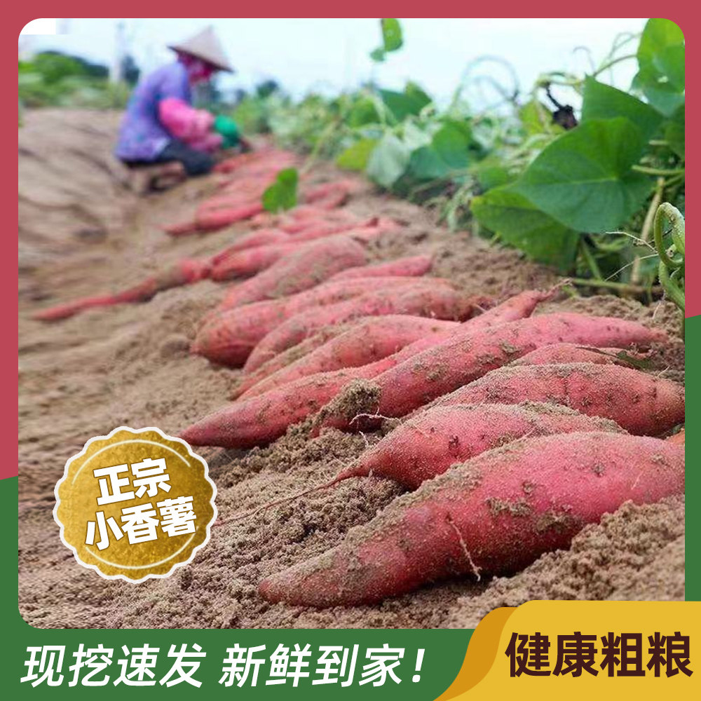 新鲜板栗红薯沙地天目小香薯农家迷你金手指小红薯黄心山芋粗粮