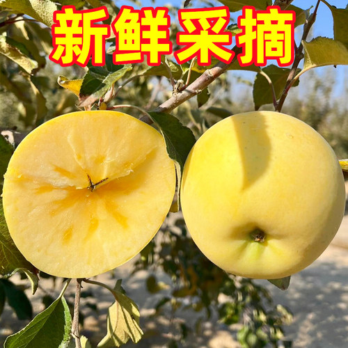 山东烟台黄金奶油富士新鲜9斤应当季水果脆甜冰糖心奶油苹果整箱 - 图1