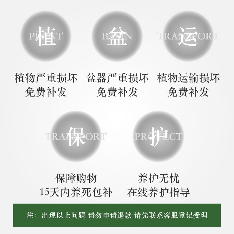 琴叶榕盆栽植物室内外办公室桌面阳台花卉净化空气绿植芭比榕盆景 - 图3
