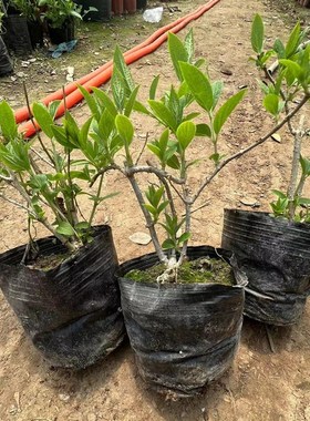 圆锥绣球苗四季养地栽石灰灯香草草莓苗大