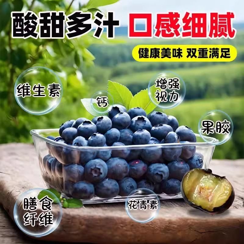 正宗蓝莓苗L25蓝莓树果苗F6大果蓝莓苗盆栽地栽苗南北方阳台庭院,淘宝优惠券,粉丝福利购,淘宝优惠卷