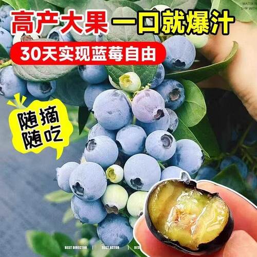 蓝莓树苗盆栽地栽果树苗花香L25蓝莓F6南北方庭院阳台种植 - 图2