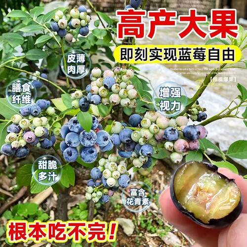 蓝莓树苗盆栽地栽果树苗花香L25蓝莓F6南北方庭院阳台种植 - 图1