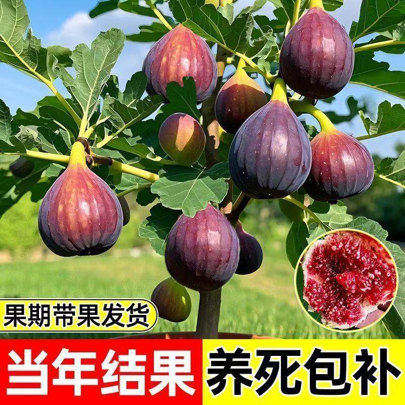新品种特大早熟无花果树苗超甜耐寒盆栽地栽南方北方种植当年结果,淘宝优惠券,粉丝福利购,淘宝优惠卷