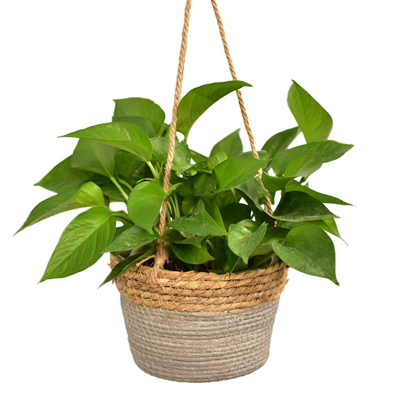 手工草编篮藤编欧式田园创意墙面壁挂垂吊多肉悬挂绿萝吊兰盆,淘宝优惠券,粉丝福利购,淘宝优惠卷