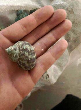 绿色蜗牛天然贝壳海螺鱼缸园林绿化幼儿园手工打孔漂流瓶装饰寄居