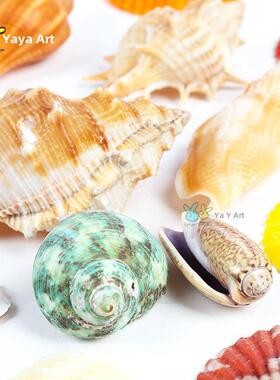 天然贝壳海星饰品装饰海螺鱼缸美化工艺品漂流瓶儿童手工DIY材料
