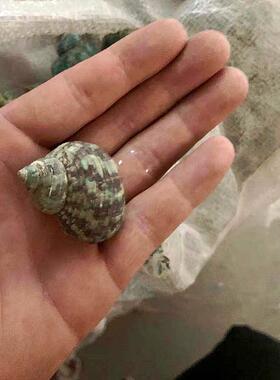 绿色蜗牛天然贝壳海螺鱼缸园林绿化幼儿园手工打孔漂流瓶装饰寄居