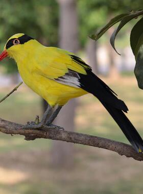 模拟鸟类模型湿地展览馆学校教具定制杜鹃花黑色枕头黄西家燕子遗