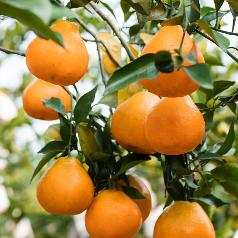 【晁然直播】四川春见耙耙柑粑粑柑新鲜水果橘子当季整箱桔子包邮,淘宝优惠券,粉丝福利购,淘宝优惠卷