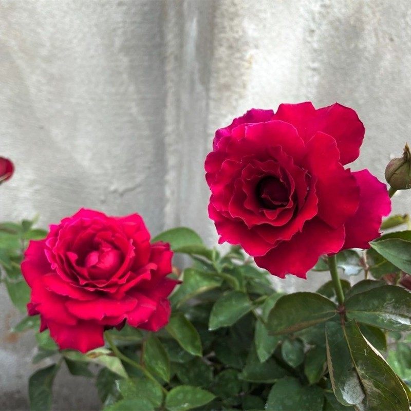 超新品红丘又叫天家胭脂月季苗河本纪念系列大花浓香四季开花,淘宝优惠券,粉丝福利购,淘宝优惠卷