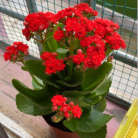 长寿花盆栽重瓣金狐狸大花带花苞花苗室内开花好养的花卉四季植物 - 图1