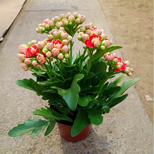长寿花盆栽重瓣金狐狸大花带花苞花苗室内开花好养的花卉四季植物 - 图2