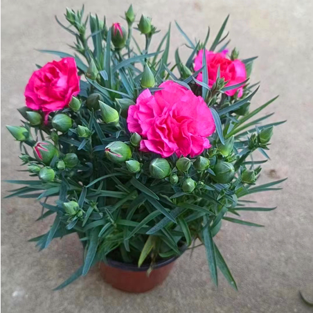 康乃馨盆栽花苗带花苞室内阳台庭院四季花卉绿植鲜花好养开花植物 - 图2