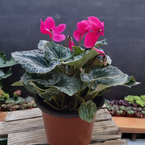 仙客来盆栽带花苞室内花卉重瓣年宵花好养大花苗观花植物易活好看 - 图1