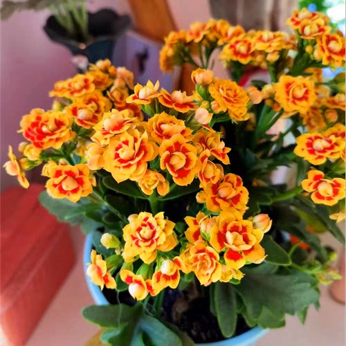 长寿花盆栽重瓣金狐狸大花带花苞花苗室内开花好养的花卉四季植物 - 图3