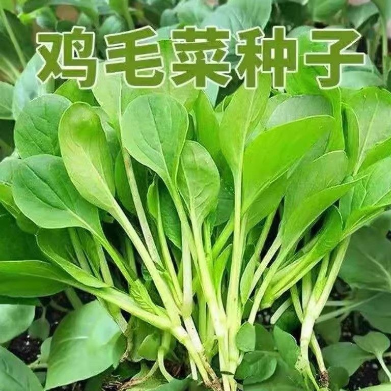 四季小青菜种子鸡毛菜种子耐热耐寒庭院盆栽阳台蔬菜种子小青菜籽,淘宝优惠券,粉丝福利购,淘宝优惠卷