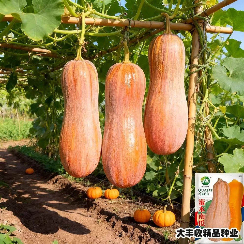 蜜本南瓜种子超甜特甜南瓜种籽高产香甜春季南方四季孑潜力密本,淘宝优惠券,粉丝福利购,淘宝优惠卷